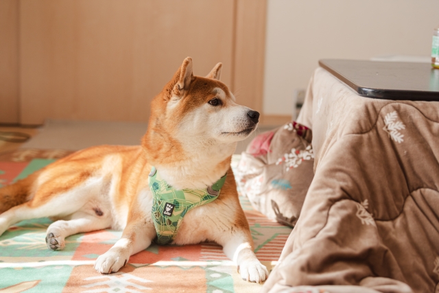 犬の画像