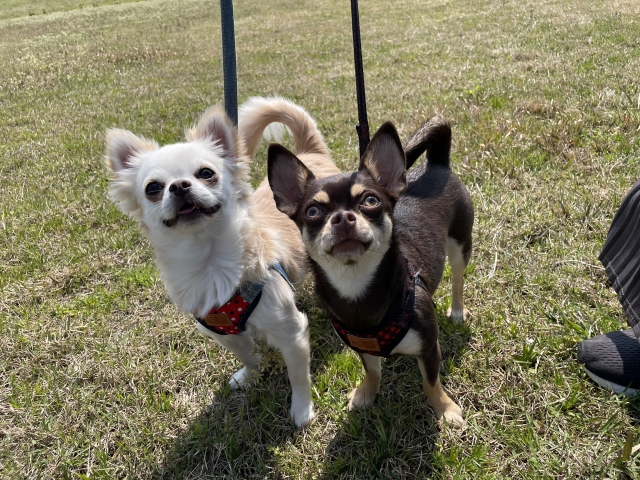 犬の画像
