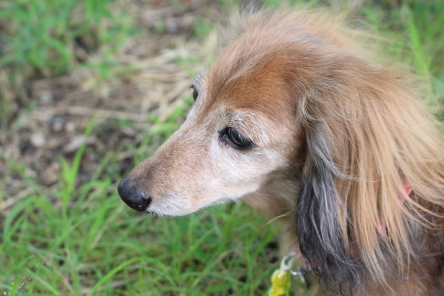 犬の画像