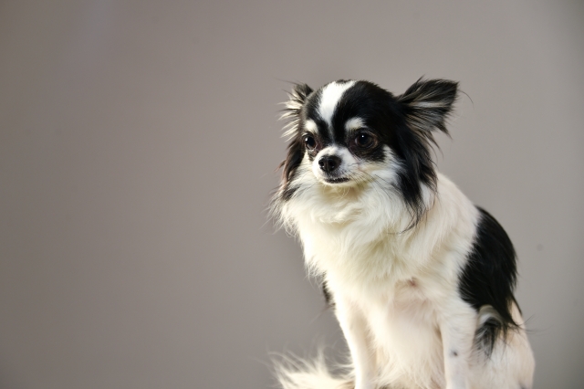 犬の画像