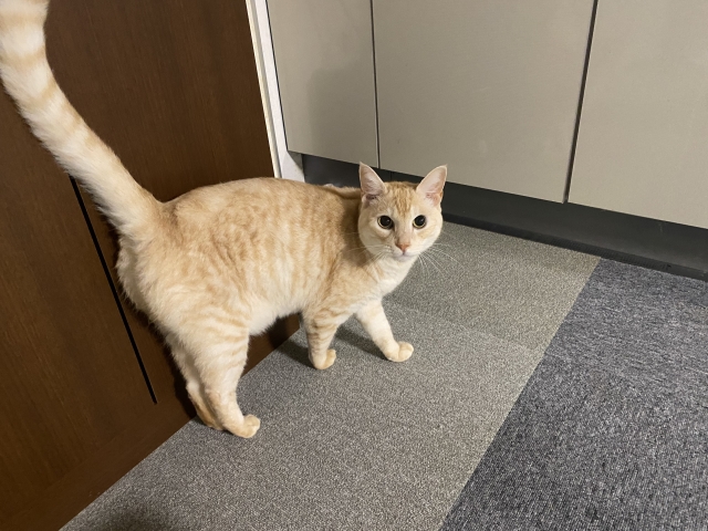 猫の画像 