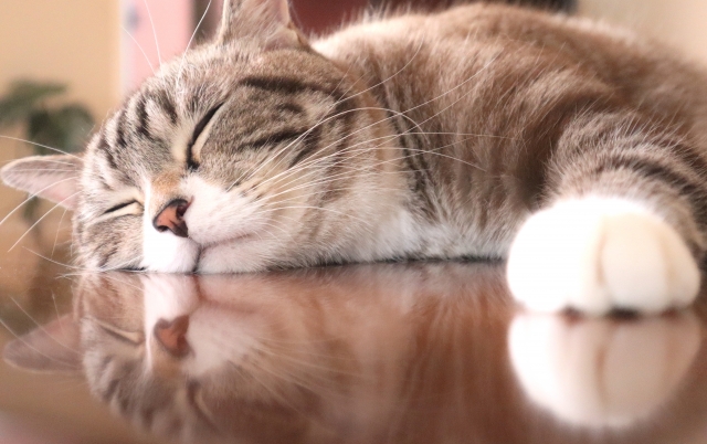猫の画像