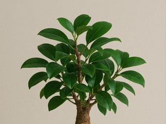 観葉植物ガジュマル