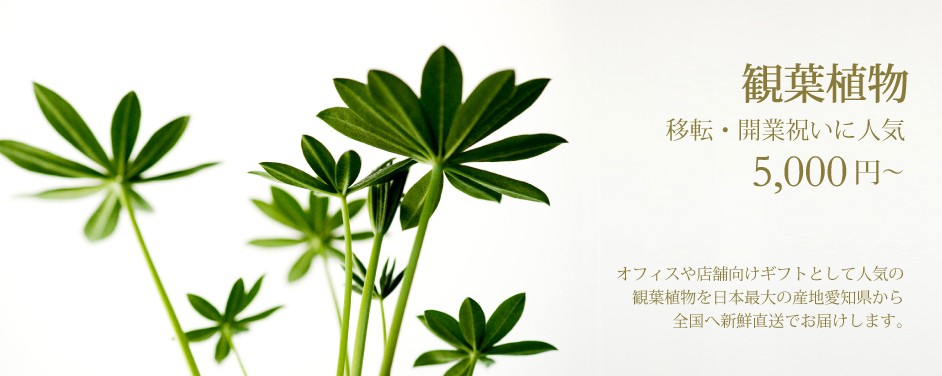花秘書