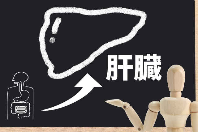 肝臓の画像