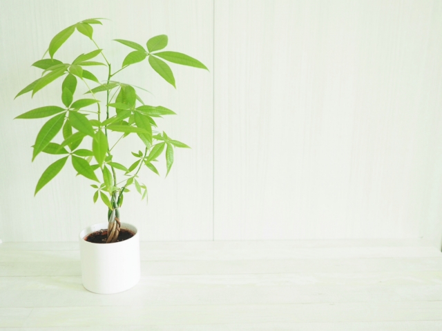 観葉植物パキラ