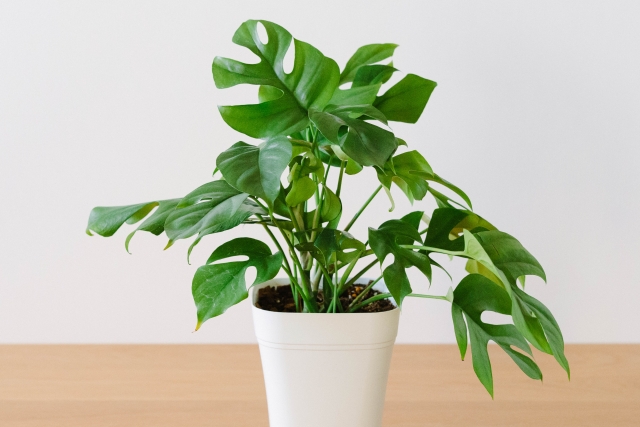 観葉植物のポトス