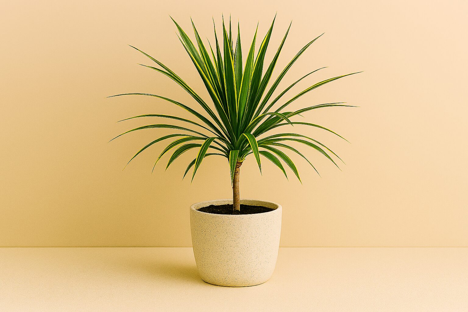 観葉植物のサンスベリア