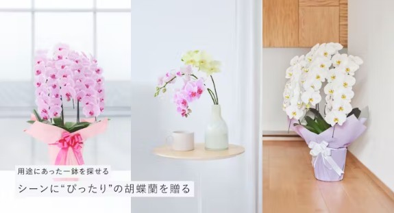 hitohana(ひとはな)