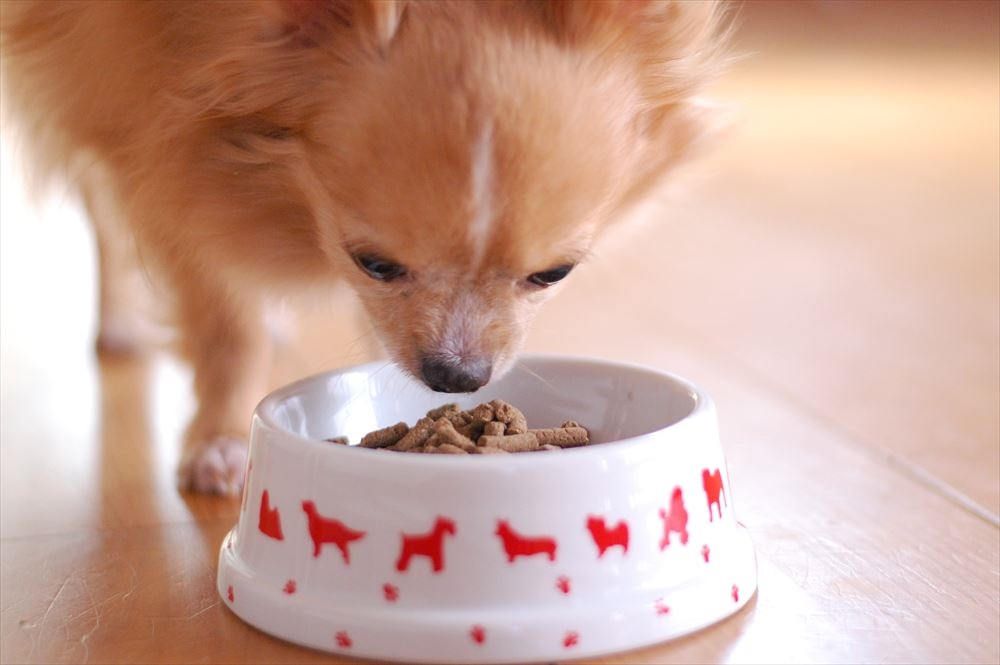 みらいのドッグフード