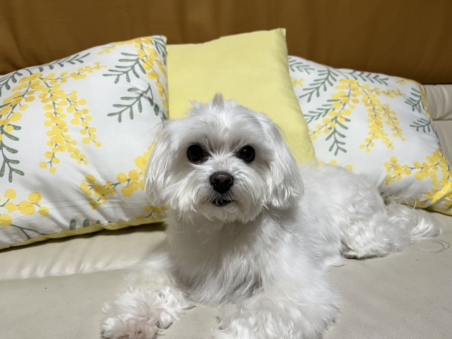 犬の画像