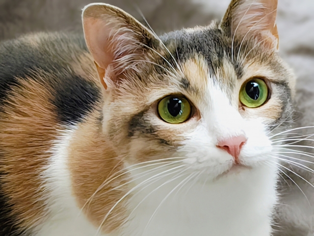 猫の画像